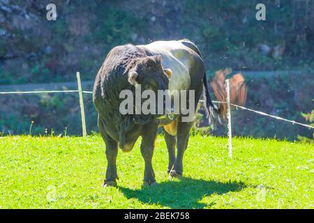 toro nero e grigio, forte e potente pascola l'erba in alta montagna Foto Stock