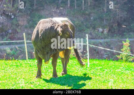 toro nero e grigio, forte e potente pascola l'erba in alta montagna Foto Stock