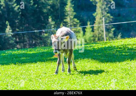 il vitello carino, con le orecchie lunghe, grana l'erba in alta montagna Foto Stock