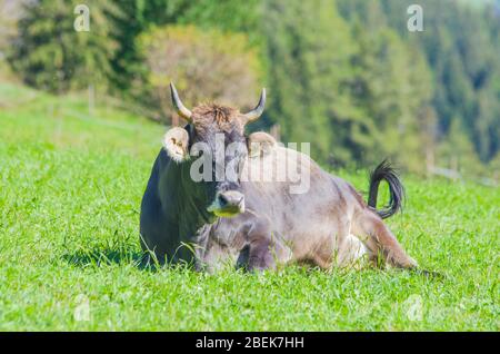 mucche al pascolo, mucche bianche, nere e marroni, pascolare l'erba in alta montagna Foto Stock