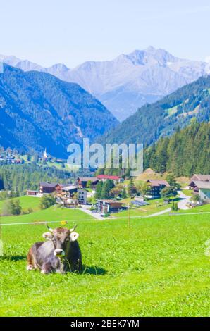 mucche al pascolo, mucche bianche, nere e marroni, pascolare l'erba in alta montagna Foto Stock