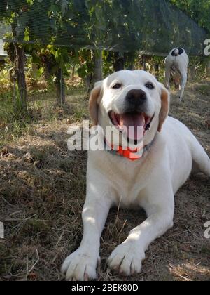 Rocky: cane per la ricerca di tartufi, La Morra - Italia Foto Stock