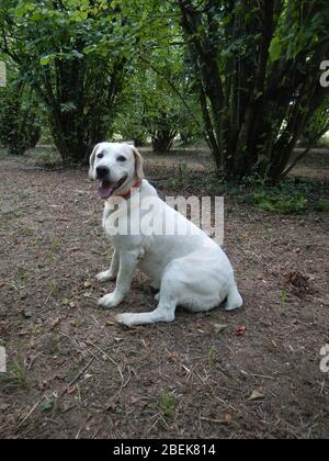 Rocky: cane per la ricerca di tartufi, La Morra - Italia Foto Stock