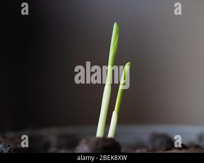 Aprile 2020, primo piano di UN germinante Sweet Corn Seedling (Zea Mays, monocotiledon), Londra, Regno Unito. Foto Stock