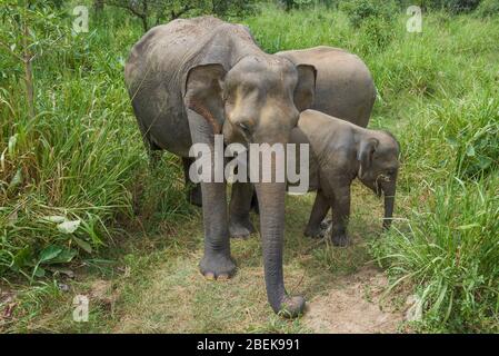 Un elefante femminile di Ceylon selvaggio con due elefanti bambini. Sri lanka Foto Stock