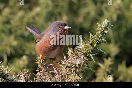 Un Dartford Warbler, Sylvia undata, arroccato in cima A un Bush Gorse con Tail Raised proteggere il suo territorio. Preso a Keystaven UK Foto Stock