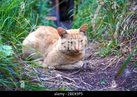 Il gatto rosso si trova nell'erba del villaggio Foto Stock