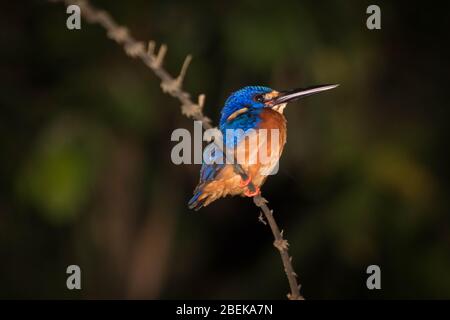 Un Kingfisher comune addormentato macchiato durante un safari sul fiume nel Borneo malese. Foto Stock