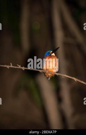 Un Kingfisher comune addormentato macchiato durante un safari sul fiume nel Borneo malese.