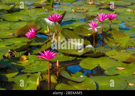 Fiori di un giglio d'acqua rosso (Nymphaea rubra) su uno stagno in una giornata di sole. Sri Lanka Foto Stock