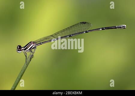 Black Threadtail Prodasineura autumnalis - femmina Foto Stock