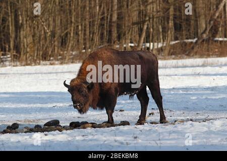 BISONTE EUROPEO (Bison bonasus) toro mangiare mangles in un sito di alimentazione supplementare, Bialowieza Foresta, Polonia. Foto Stock