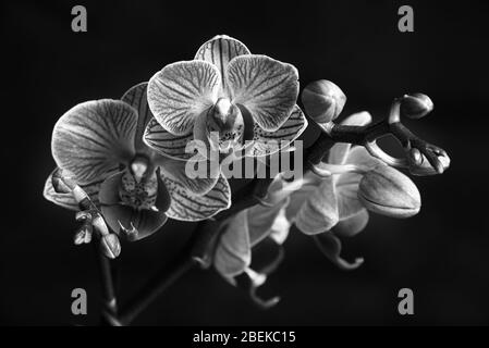 Phaleanopsis bianco e nero su sfondo scuro. Immagine in bianco e nero di fiori di orchidea Foto Stock