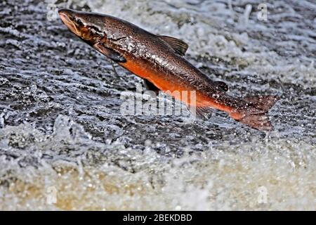 SALMONE ATLANTICO, salmoni, Scozia, Regno Unito. Foto Stock