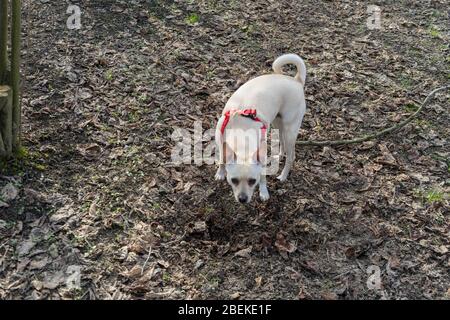 Un giovane cane tartufo è in cerca di tartufo in un boschetto di nocciole delle Langhe, Piedmony - Italia Foto Stock