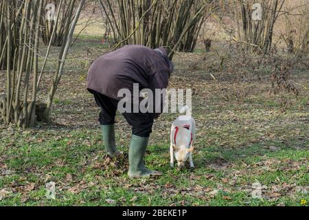 Un giovane cane tartufo è in cerca di tartufo in un boschetto di nocciole delle Langhe, Piedmony - Italia Foto Stock