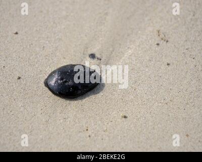 BINTAN, INDONESIA – 7 MAR 2020 – primo piano di una palla di catrame proveniente da fuoriuscite di petrolio marino sulla spiaggia di Lagoi Foto Stock