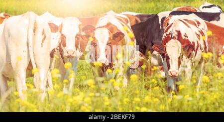 Immagine panoramica delle vacche da latte olandesi in estate con fiori gialli in fiore davanti Foto Stock
