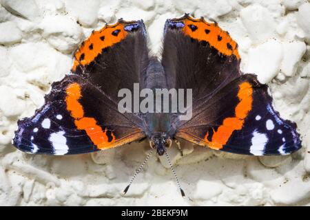 Macro primavera rosso ammiraglio arancione e farfalla nera in natura Foto Stock