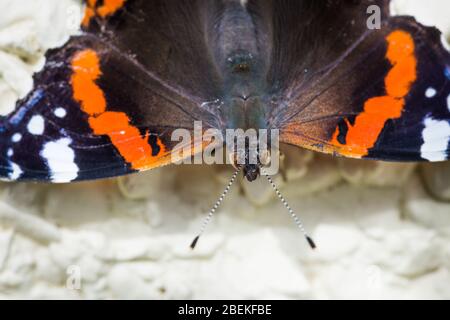 Macro primavera rosso ammiraglio arancione e farfalla nera in natura Foto Stock