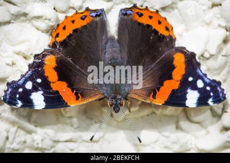 Macro primavera rosso ammiraglio arancione e farfalla nera in natura Foto Stock