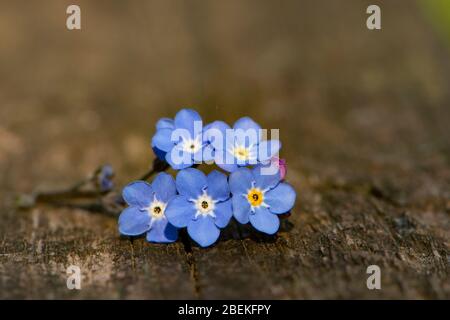 non dimenticarmi fiore , miosotite Foto Stock