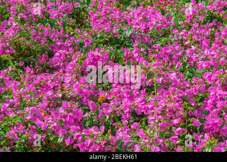 Splendidi fiori rossi in una giornata di sole a Positano Foto Stock