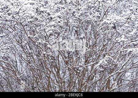 Inverno in Tennessee Foto Stock