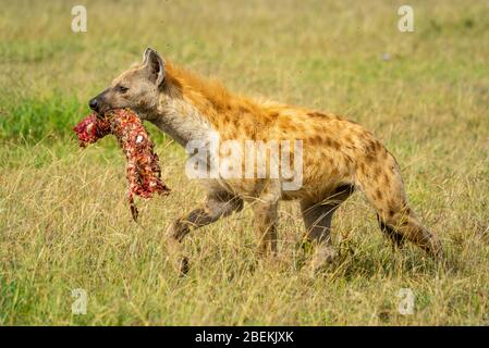 L'iena macchiata trasporta l'osso sanguinoso attraverso la savana Foto Stock