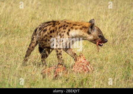 Masticare l'osso di hyena macchiato dalla carcassa sanguinaria Foto Stock