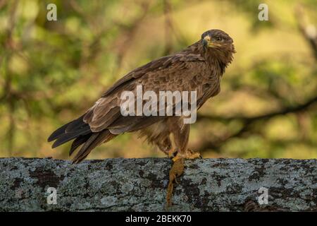 Steppa aquila arroccata sul ramo con preda Foto Stock