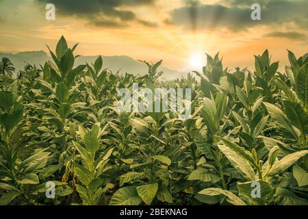 Il campo di tabacco nel tempo di tramonto. Indonésia Jawa Foto Stock