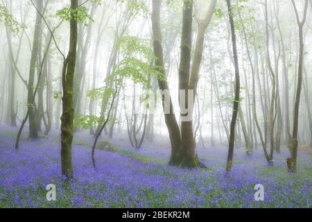 Boschi di misty bluebell, Cornovaglia Foto Stock