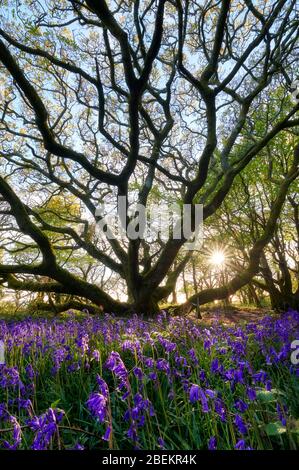 Luce del sole serale che scorre attraverso un bosco di querce Bluebell, Cornovaglia Foto Stock