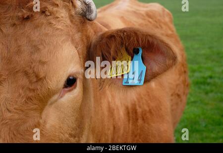 mucca inglese limousin in campo, melton constable, nord norfolk, inghilterra Foto Stock