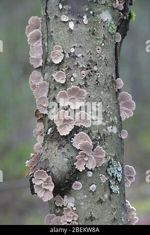 Schizophyllum comune, noto come split gill o splitgill, funghi selvatici fungo antibatterico dalla Finlandia Foto Stock