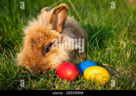 Coniglio nano bruno e tre uova di pasqua (rosso, giallo) nel prato, sera soleggiata in primavera Foto Stock