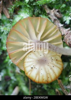 Lichenomphalia umbellifera, un fungo lichenizzato chiamato Heath Navel o Lichen Agaric, fungo selvatico dalla Finlandia Foto Stock