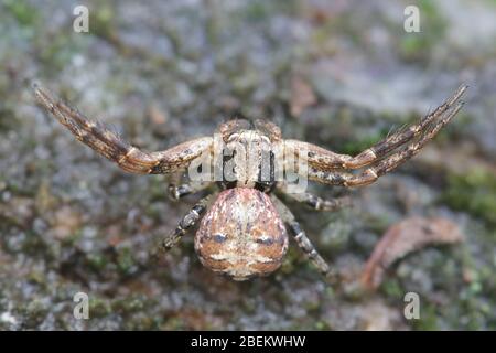 Xysticus audax, noto come ragno di granchio macinato Foto Stock