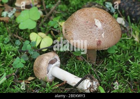 Agaricus silvaticus (o Agaricus sylvaticus), noto come il fungo di legno squallito, il fungo di legno arrossante, o il fungo di pineta, i funghi selvaggi deliziosi per lo Foto Stock