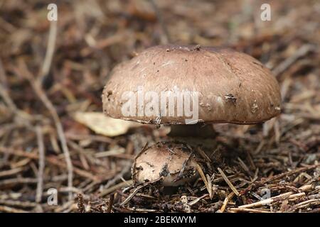 Agaricus silvaticus (Agaricus sylvaticus), noto come il fungo di legno squamoso, il fungo di legno arrossante, o il fungo di pino Foto Stock