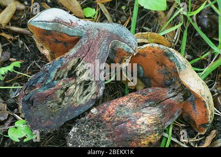 Suillellus luridus (ex Boletus luridus), comunemente noto come il bolete lurido, fungo selvatico dalla Finlandia Foto Stock