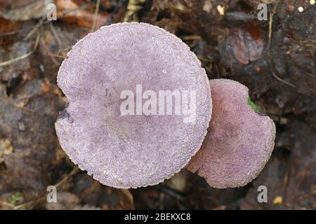 Cortinarius violaceus, conosciuto come il nastro viola o il cort violetto, funghi dalla Finlandia Foto Stock