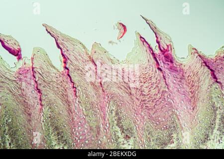 Tessuto della lingua con papille gustative per 200x Foto Stock