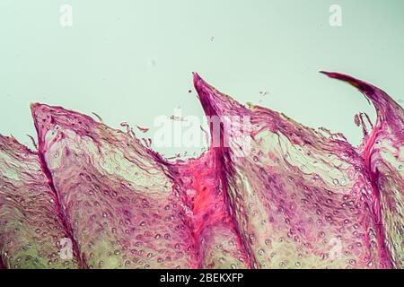 Tessuto della lingua con papille gustative per 200x Foto Stock