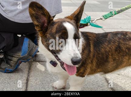 Wroclaw, Polonia - Settembre 8 2019: Sfilata di cani Hau sei? Bianco e marrone corgi pembroke cane sulla strada. Foto Stock