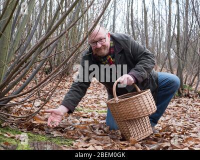 Nick Robinson dalla Oast Smokehouse a Sandwich, foraging per funghi nei boschi del Kent orientale Foto Stock