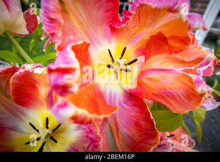 Petali di frilly di forma irregolare di un grande tulipano di albicocca di pappagallo multicolore in fiore in tarda primavera, fiorendo in un giardino in Surrey, se Inghilterra Foto Stock