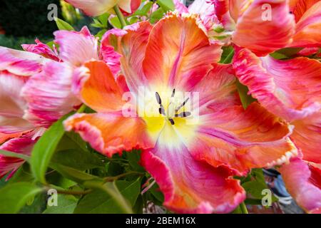 Petali di frilly di forma irregolare di un grande tulipano di albicocca di pappagallo multicolore in fiore in tarda primavera, fiorendo in un giardino in Surrey, se Inghilterra Foto Stock