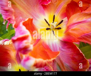 Petali di frilly di forma irregolare di un grande tulipano di albicocca di pappagallo multicolore in fiore in tarda primavera, fiorendo in un giardino in Surrey, se Inghilterra Foto Stock